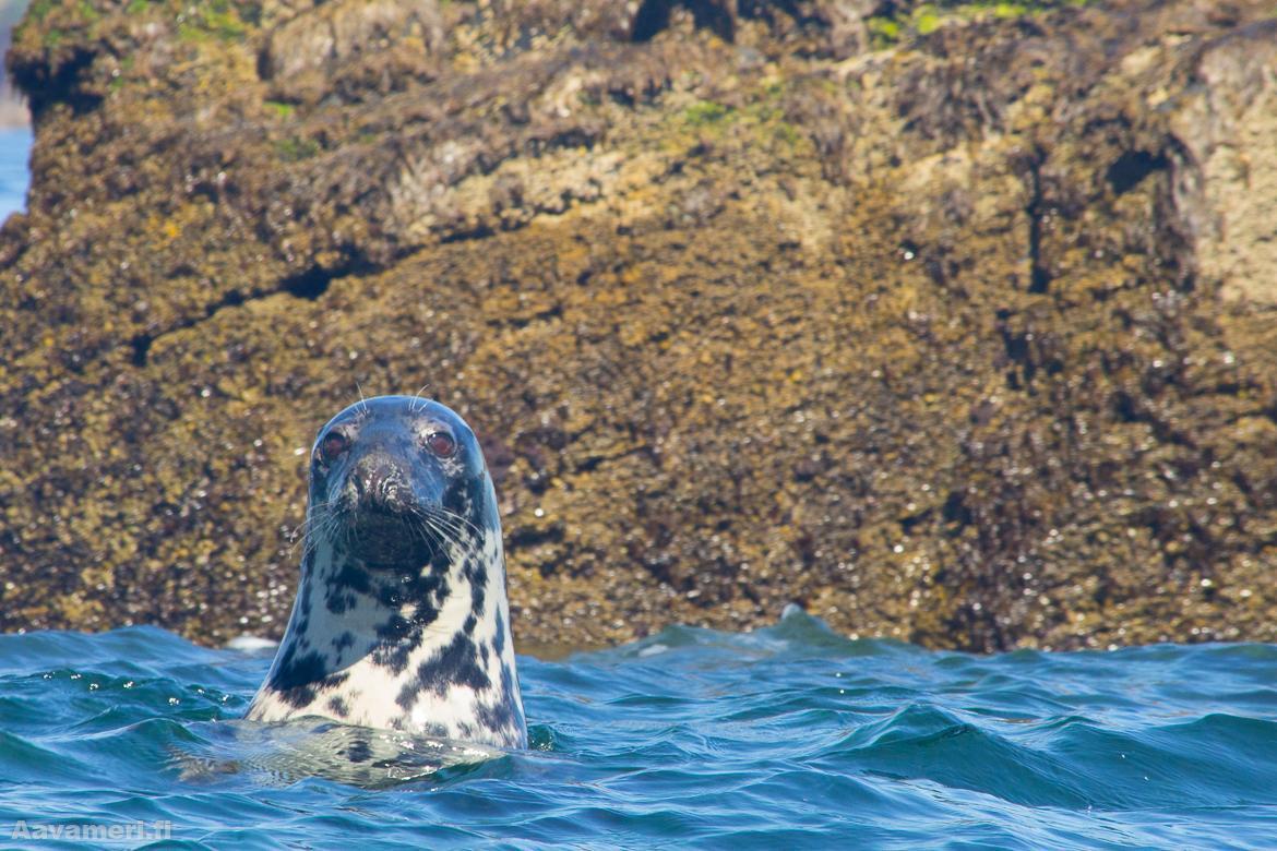 The wildlife of the Archipelago Sea