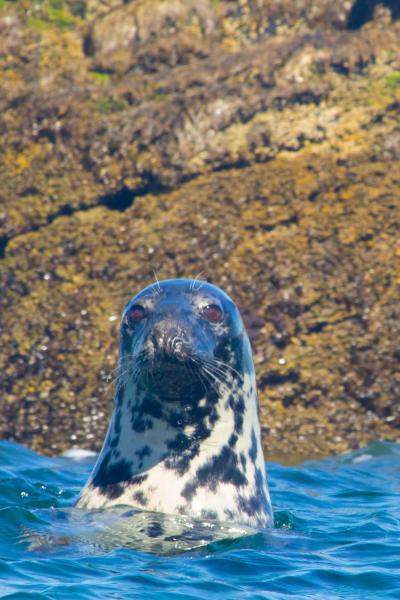 seals